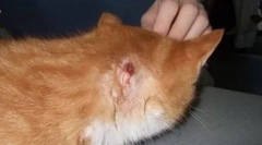 Абсцес котка: как да се разпознае опасността